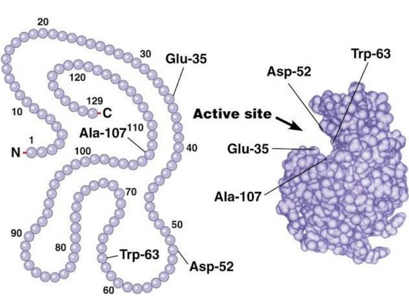 リゾチーム酵素の分子構造