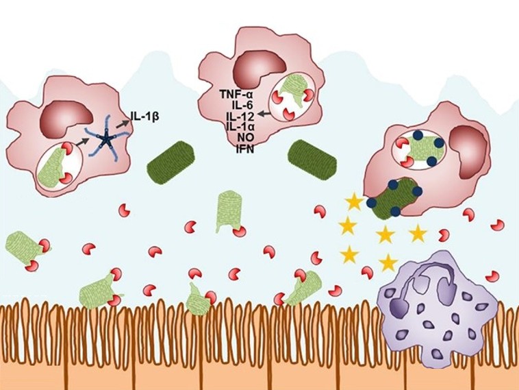 免疫防御におけるリゾチームの役割