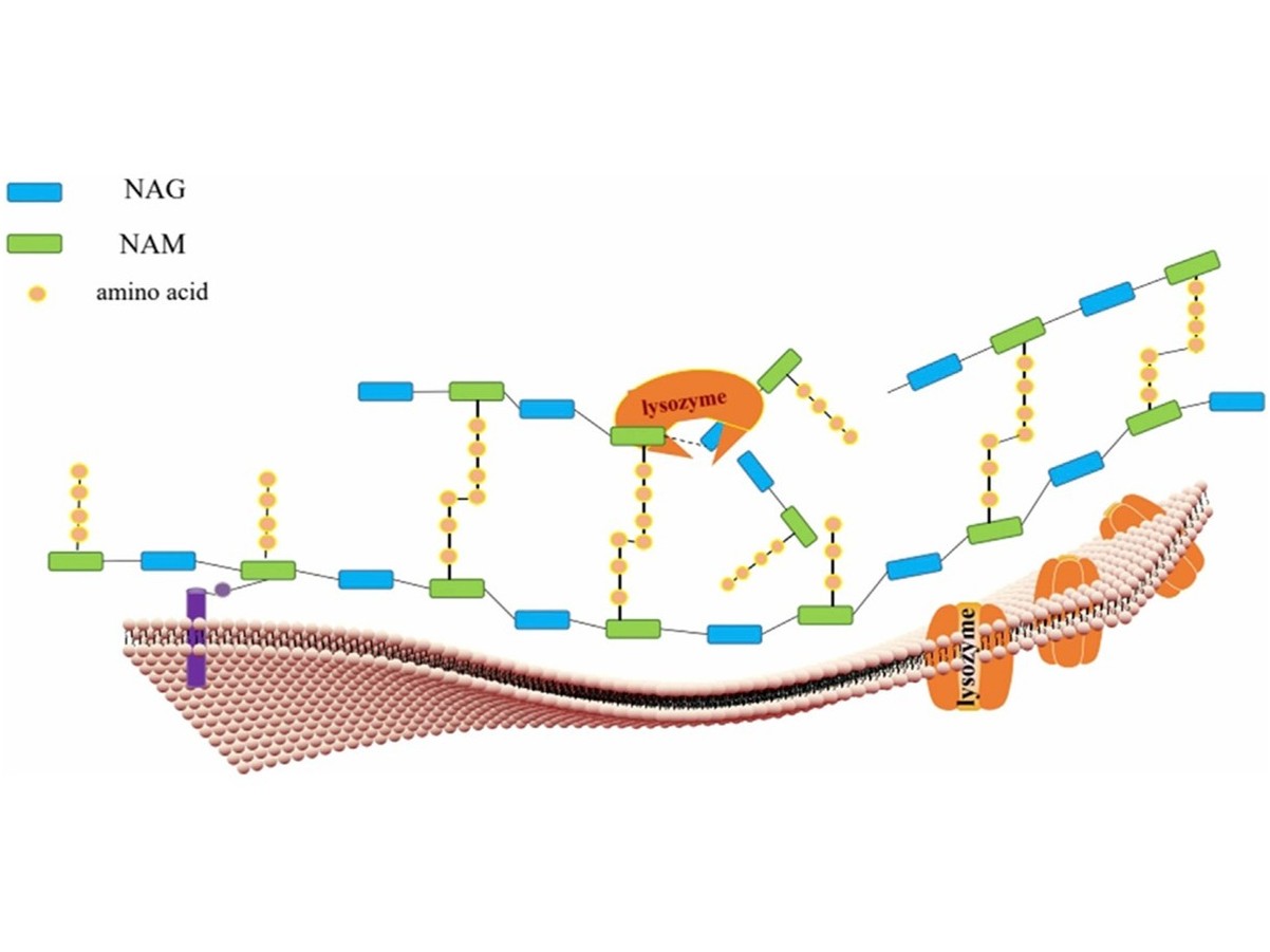 リゾチーム酵素の抗菌特性