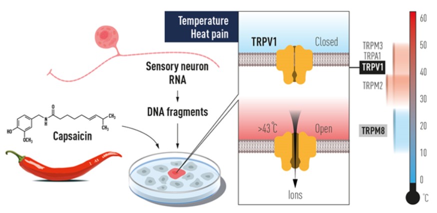 Capsaicin binds and activates the transient receptor potential vanilloid 1 (TRPV1) receptor.