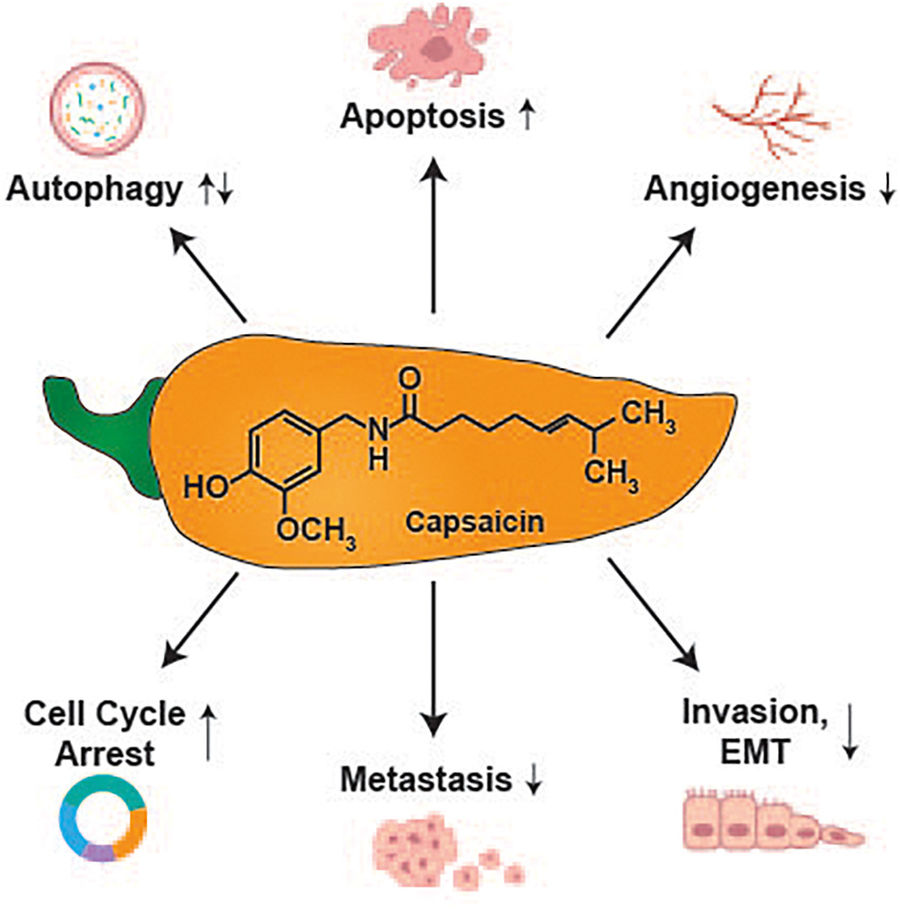 Capsaicin affects several physiological processes: autophagy, apoptosis, angiogenesis, cell cycle, metastasis, invasion and EMT.