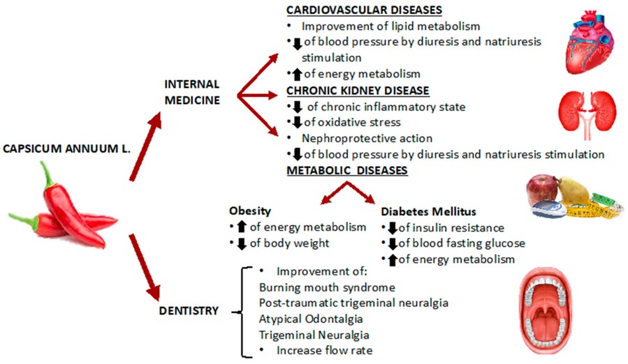 Potential applications of capsicum extracts in internal medicine and in dentistry.
