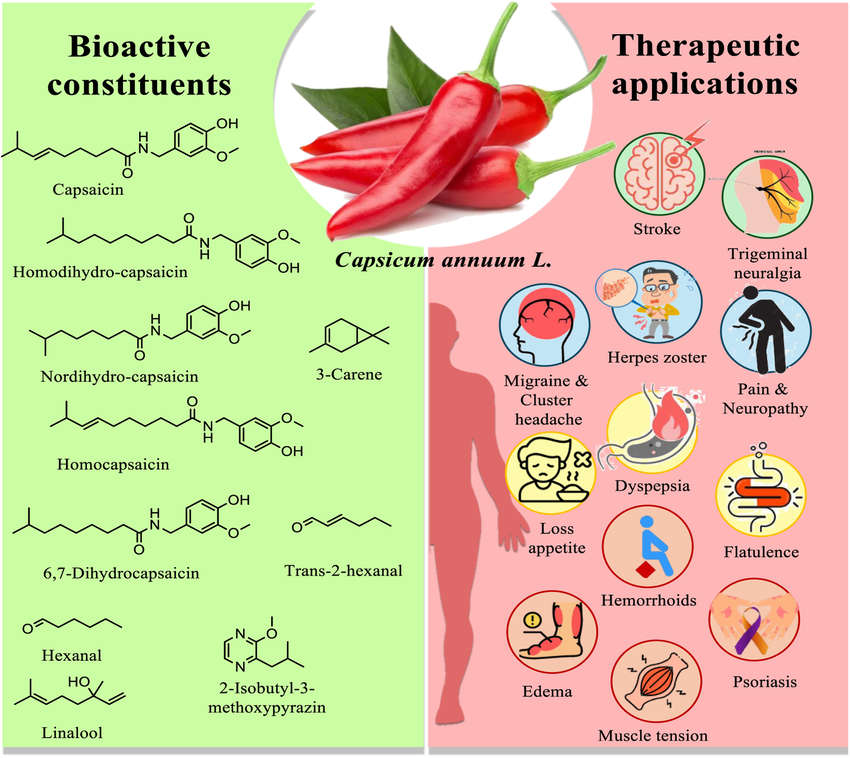 Bioactive compounds and therapeutic applications of capsicum extract.
