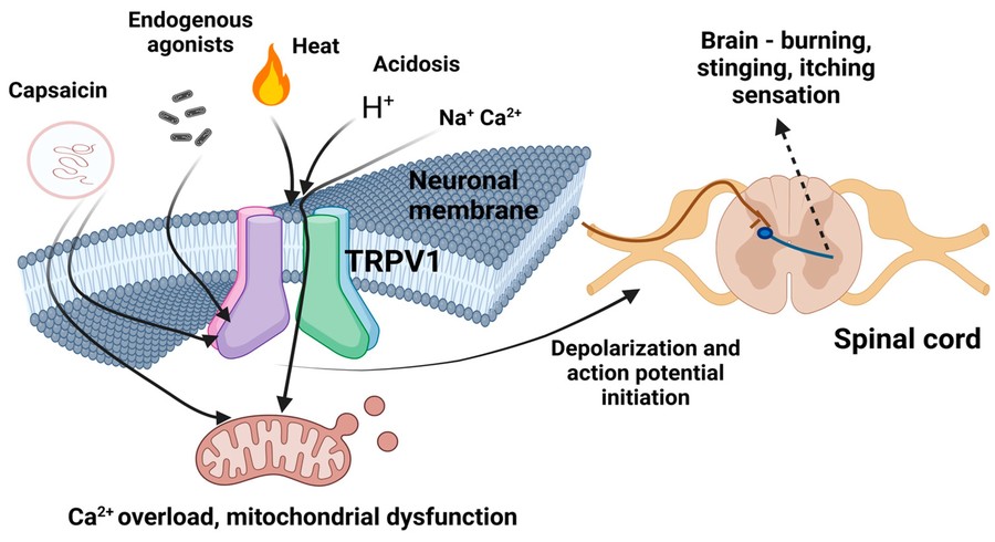 TRPV1 receptor activation mechanism triggered by capsaicin.