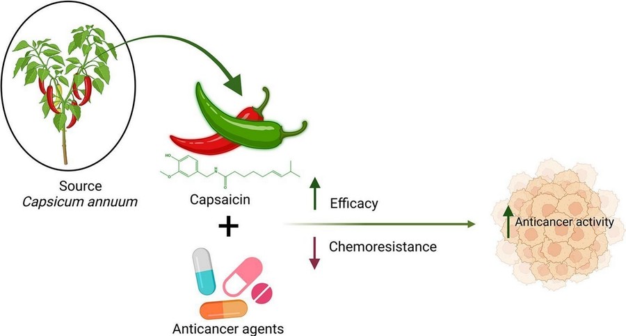 Chemopreventive potential of capsaicin in cancer prevention.
