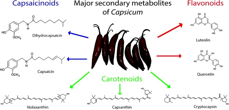 Major bioactive metabolites in capsicum: capsaicinoids and flavonoids.
