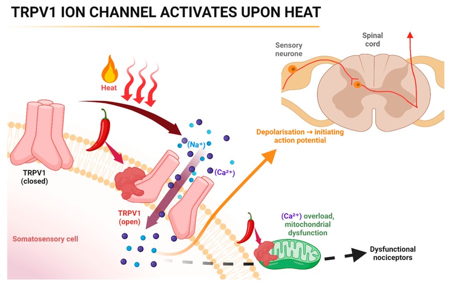 Mechanism of action of capsaicin in the periphery.