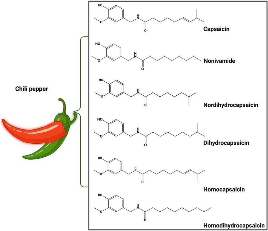 Chemical composition and key bioactive compounds in capsicum extract.