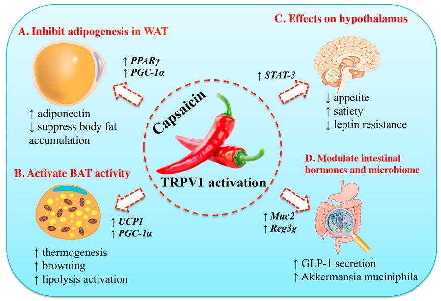Mechanisms of capsaicin's anti-obesity effects: white fat inhibition, brown fat activation, hypothalamic regulation, and gut hormone modulation.