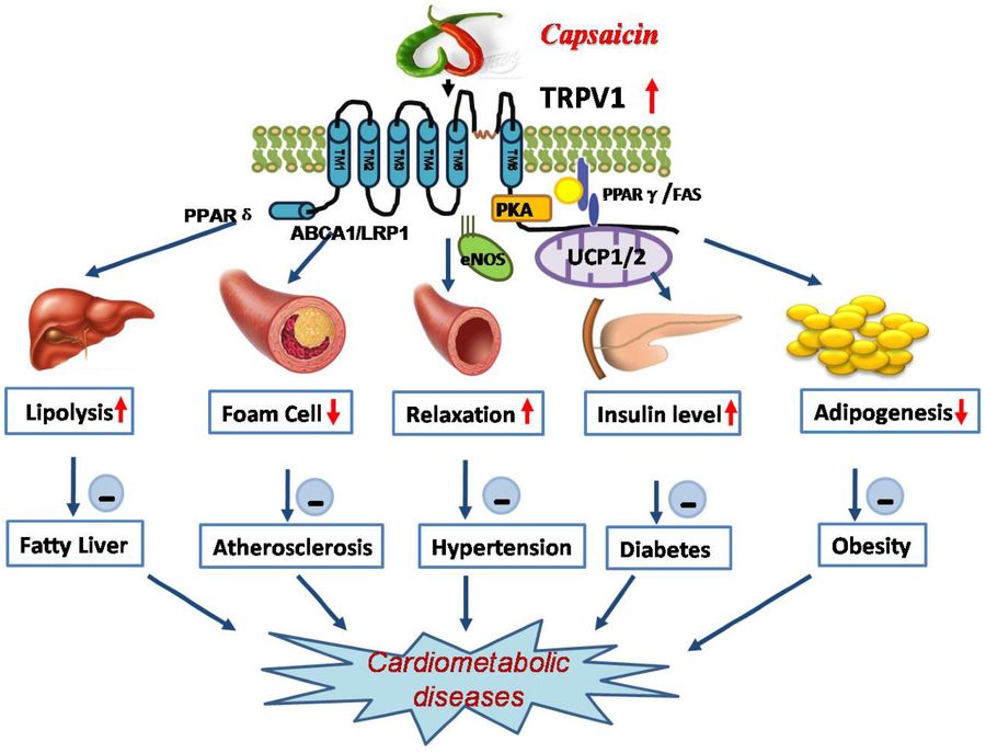 Molecular pathways of capsaicin in cardiovascular and cerebrovascular health.