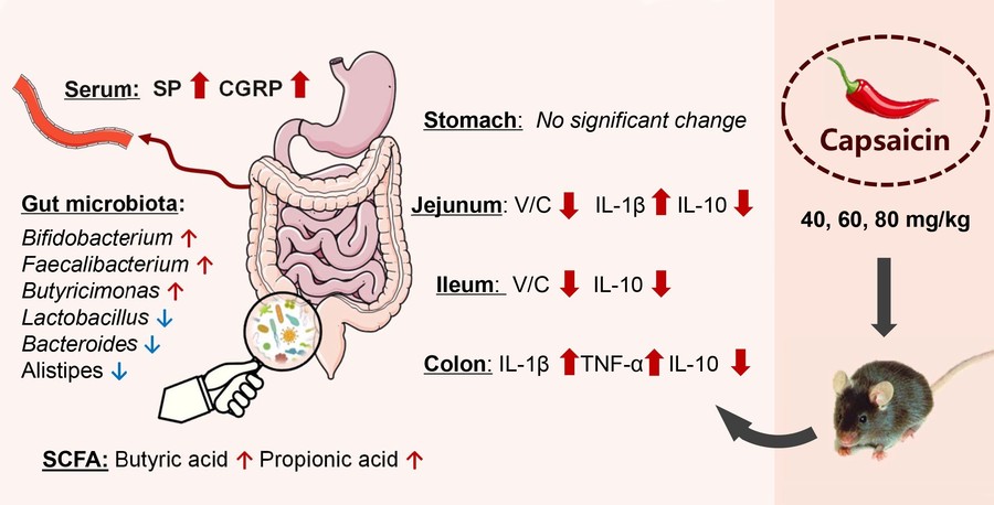 Effects on the gastrointestinal tract and composition of gut microbiota at various capsaicin dosages.