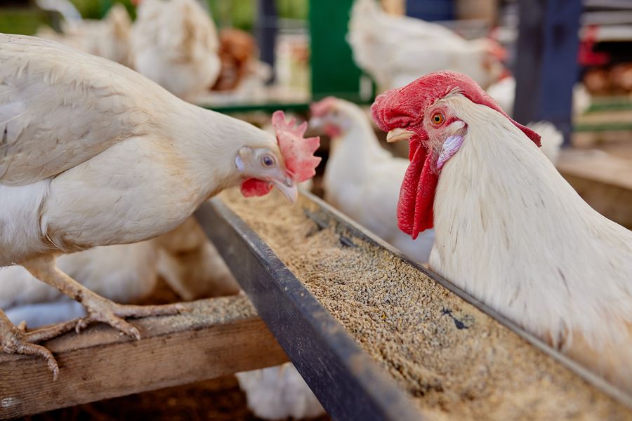 成長と腸内健康のために家禽飼料に使用されるカプシカム抽出物。
