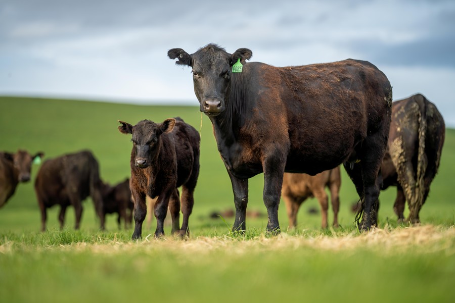 反芻動物栄養におけるカプシカム抽出物補給の利点。