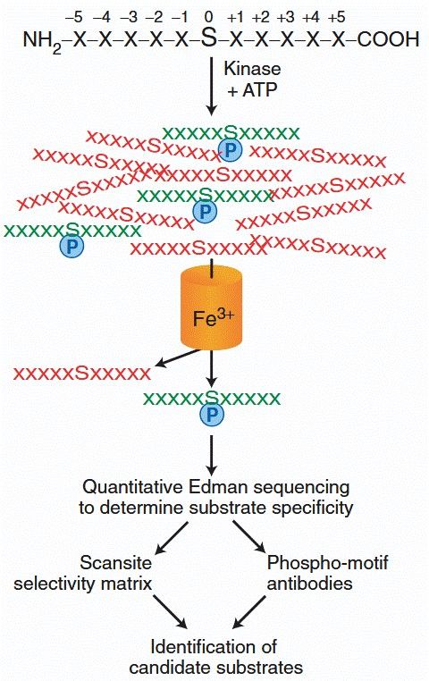 Schematic diagram showing how protein kinase substrates are identified