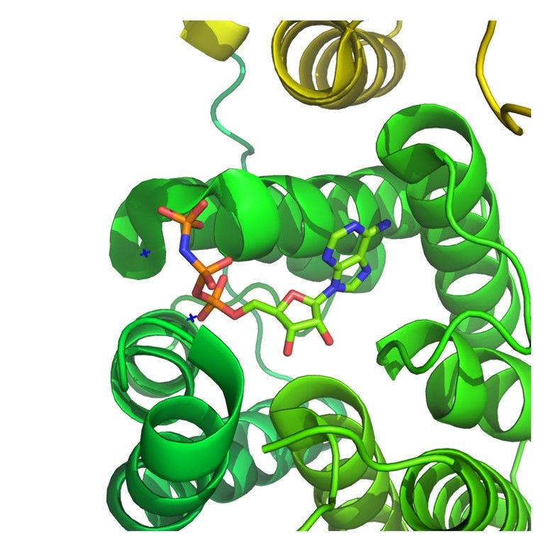 キナーゼ基質ライブラリーの設計と構築