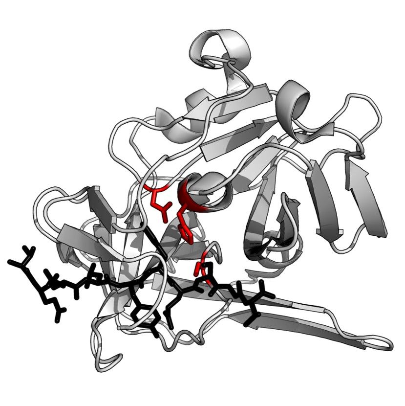 プロテアーゼ基質ライブラリーの設計と構築