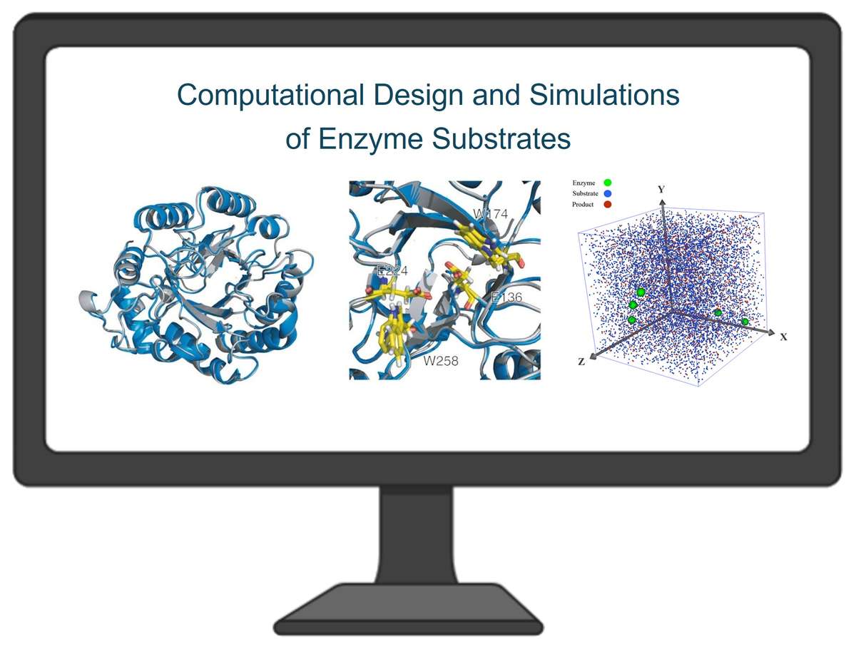 Computational design and simulations of enzyme substrates (adapted from Barruetabeña 2019; Pérez-Rodríguez 2016)