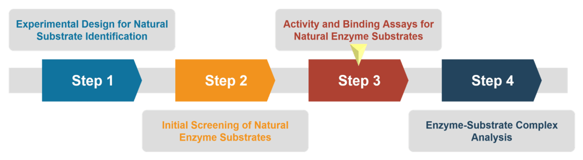 Full workflow diagram for natural substrate identification in enzymatic studies