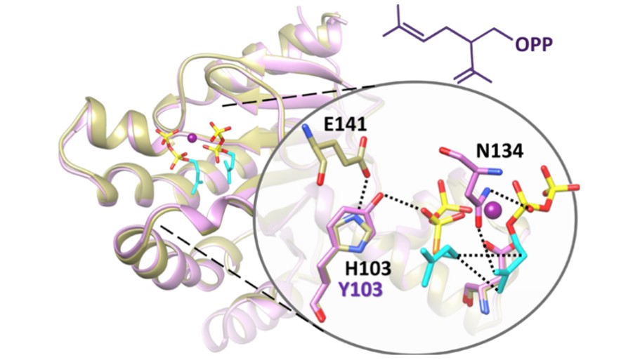 Z,Z-ファルネシル二リン酸シンターゼの結晶構造と提案される縮合機能 (Chan et al., 2017)
