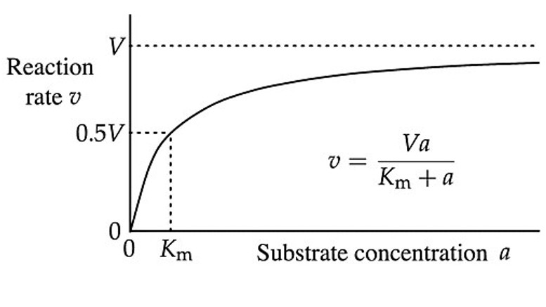 酵素–基質相互作用のMichaelis–Menten動態解析