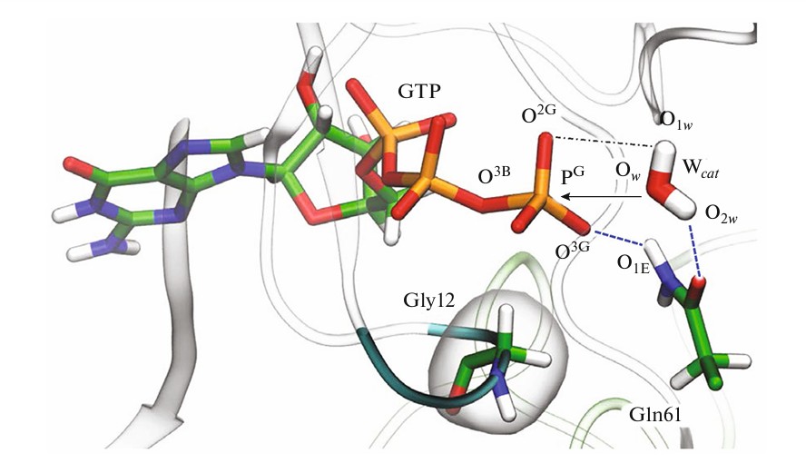 GTP結合タンパク質における酵素–基質複合体の分子動力学シミュレーション