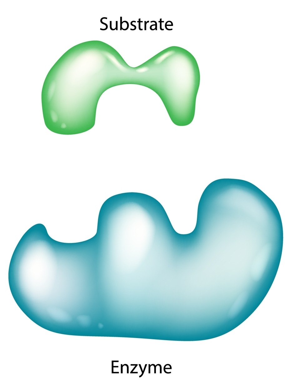 酵素が基質分子と相互作用するイラスト