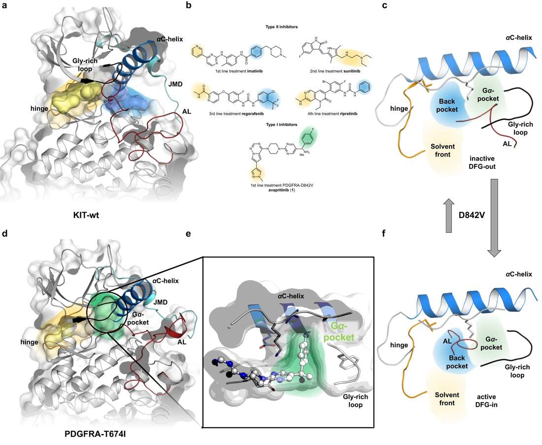 Avapritinib SAR study reveals novel binding pocket in KIT and PDGFRA