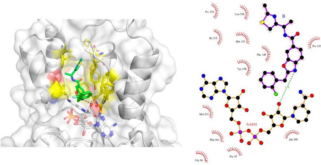 バーチャルスクリーニングと3DファーマコフォアによりMycobacterium tuberculosis InhA阻害剤を探索