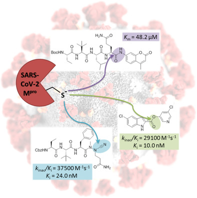 Development of SARS-CoV-2 main protease inhibitors through high-throughput screening and rational design