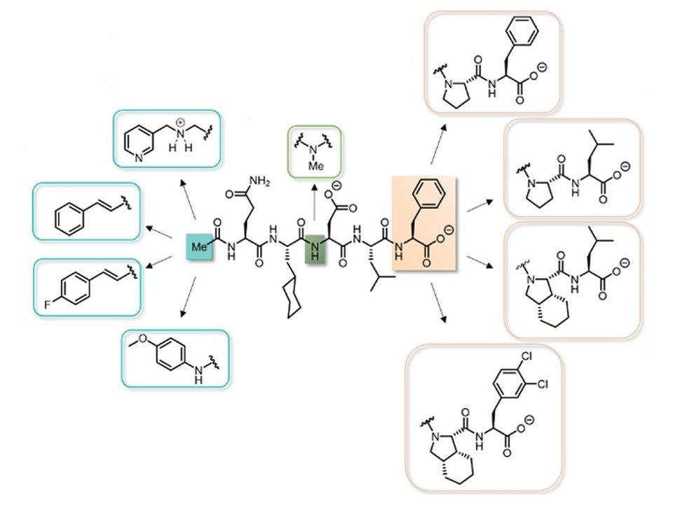 Iterative structure-based optimization of short peptides targeting the bacterial sliding clamp (Monsarrat et al., 2021)