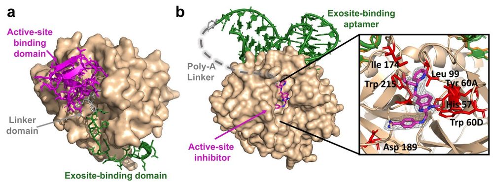 Aptameric hirudins acting as selective and reversible EXACT inhibitors