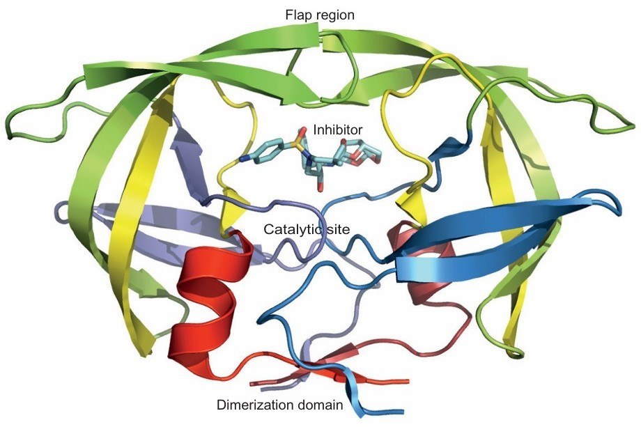 Structure-based methods applied to HIV protease inhibitor screening