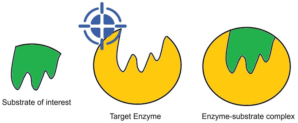 Simplified schema showing enzyme screening against substrate