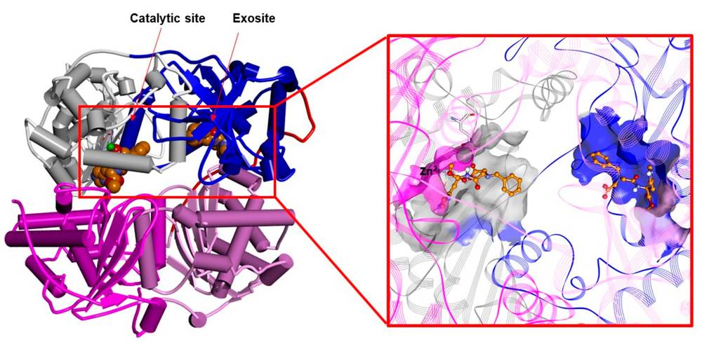 Mechanism of insulin-degrading enzyme (IDE) activators