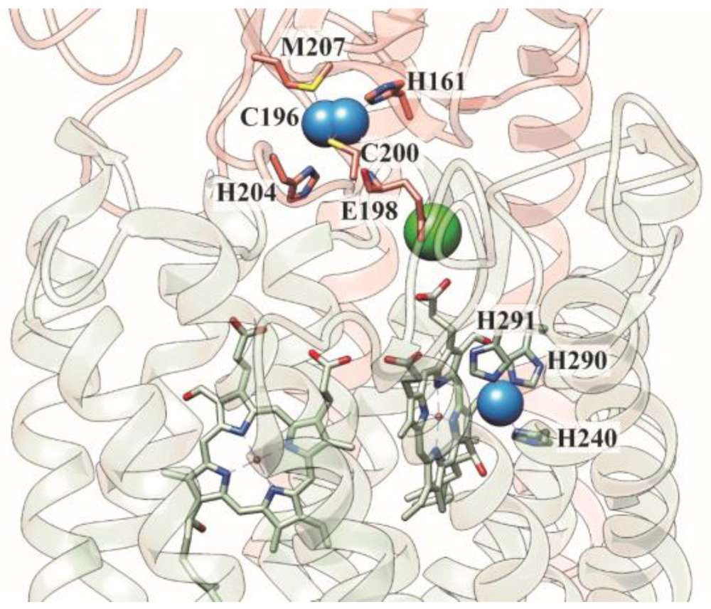 The copper-containing subunits of human cytochrome c oxidase are shown