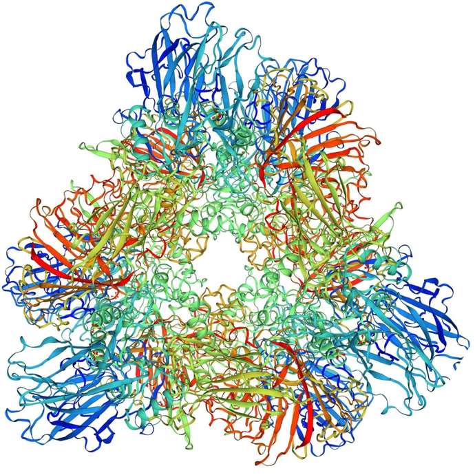 Structure of psychrophilic beta-galactosidase
