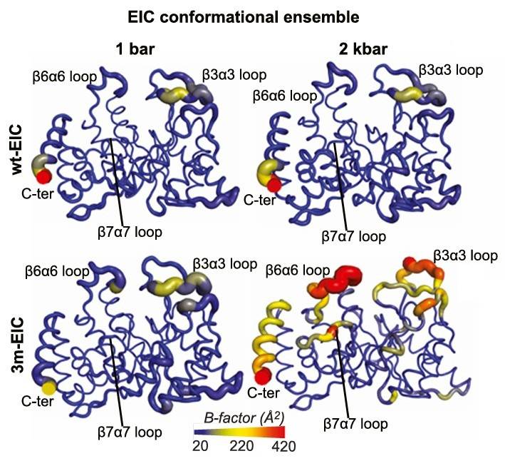 Structural model showing disordered catalytic loops that inhibit PEP binding to EIC in its monomeric state
