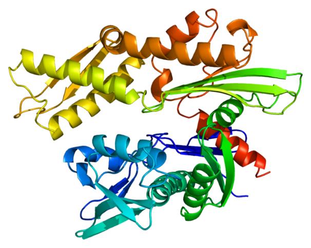 Molecular chaperones and enzyme folding facilitators help enzymes achieve proper native conformations