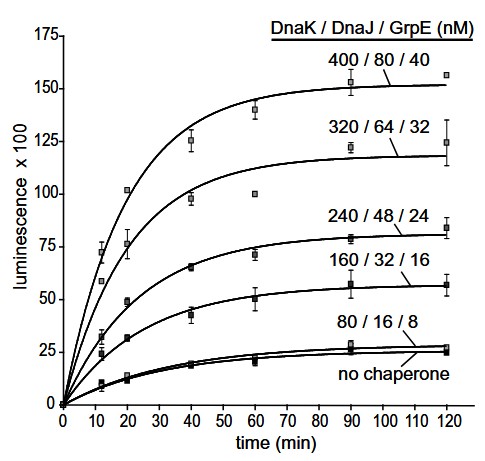 Investigating the effects of chaperones and nucleotide on the refolding of denatured luciferase