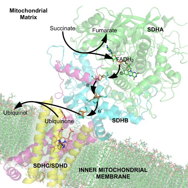 Illustration of an enzyme interacting with multiple cofactors that modulate catalytic activity
