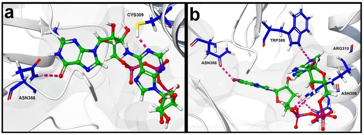 抗ウイルス阻害剤探索に向けたSARS-CoV-2 NSP14メチルトランスフェラーゼの構造ベースバーチャルスクリーニングおよび分子動力学シミュレーション