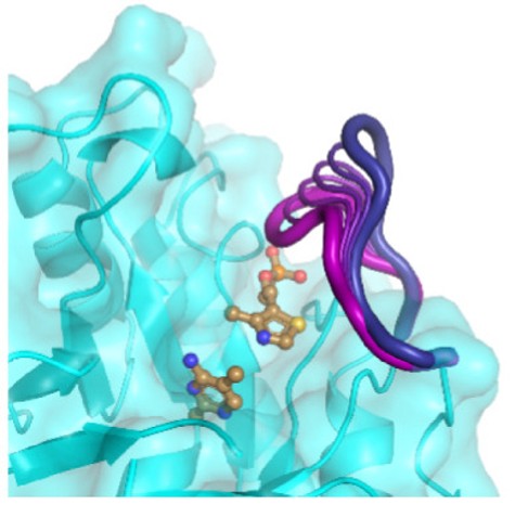 Loop engineering for rational enzyme optimization