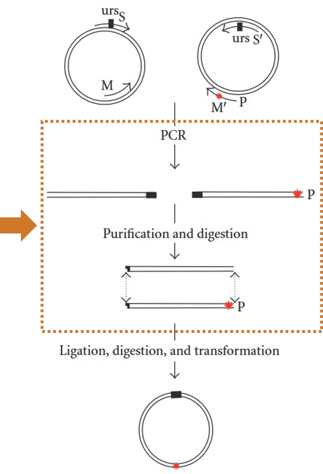 A simplified workflow of a site-directed mutagenesis strategy: the step that follows template DNA sequencing is gene synthesis