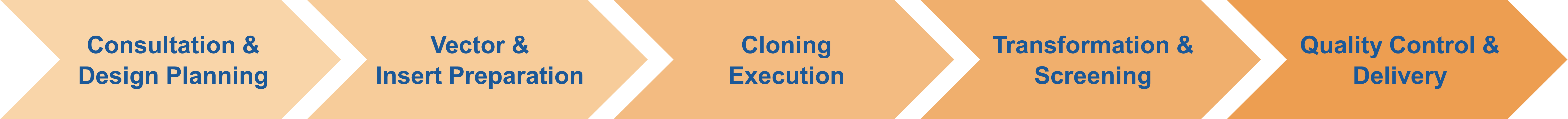 Service workflow of cloning into expression vectors for site-directed mutagenesis