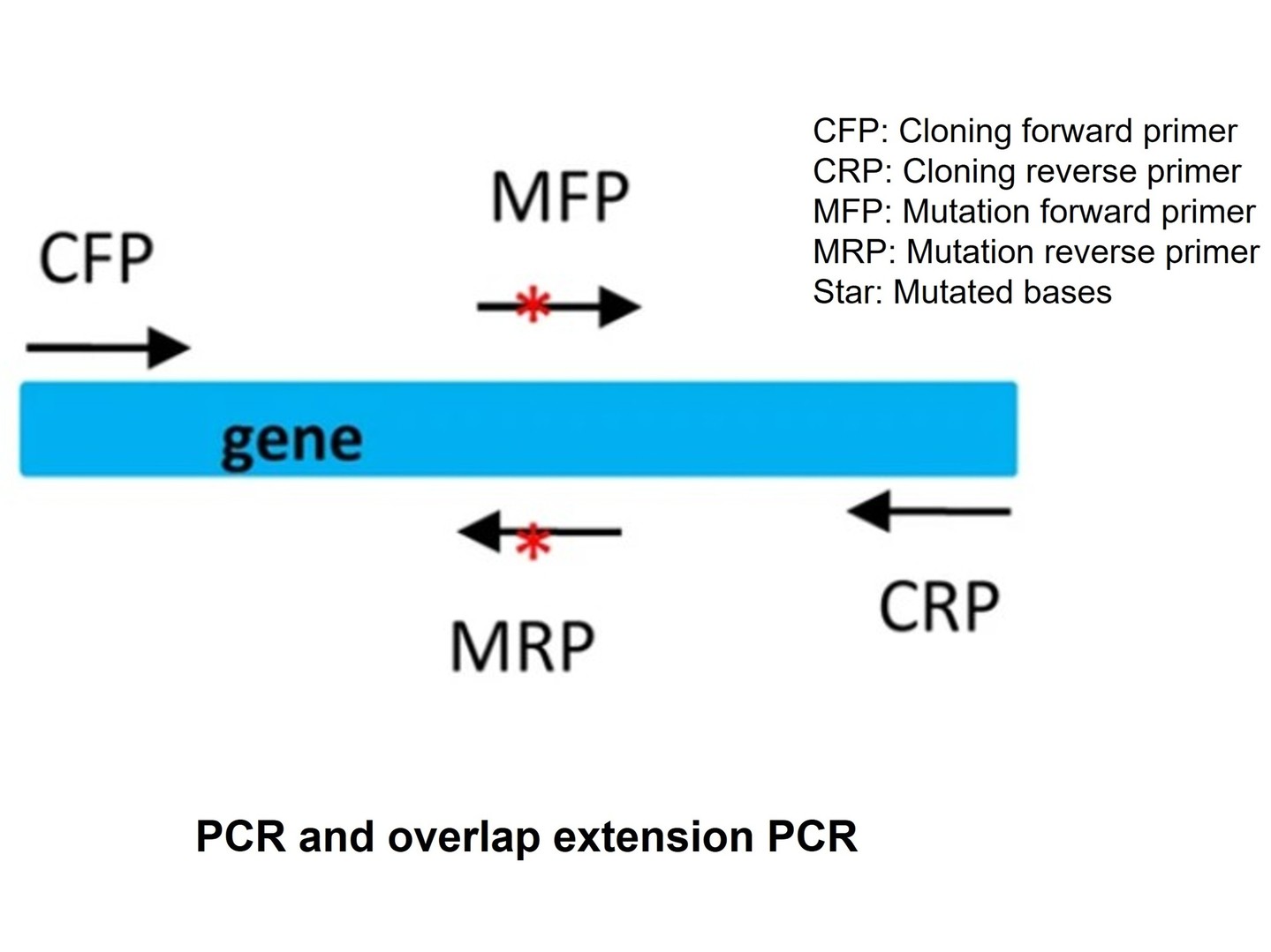 Gene synthesis service for mutagenesis projects