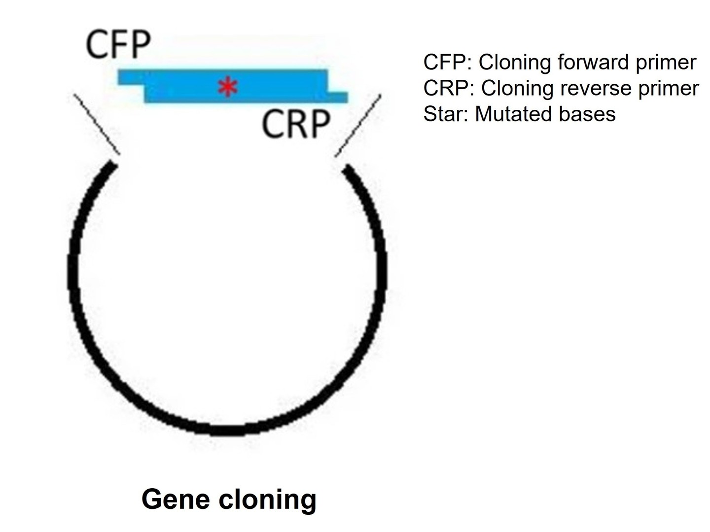 Vector cloning service for site-directed mutagenesis