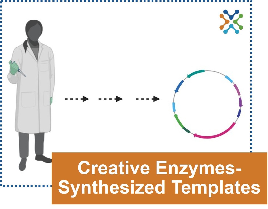 Site-directed mutagenesis using Creative Enzymes-synthesized templates