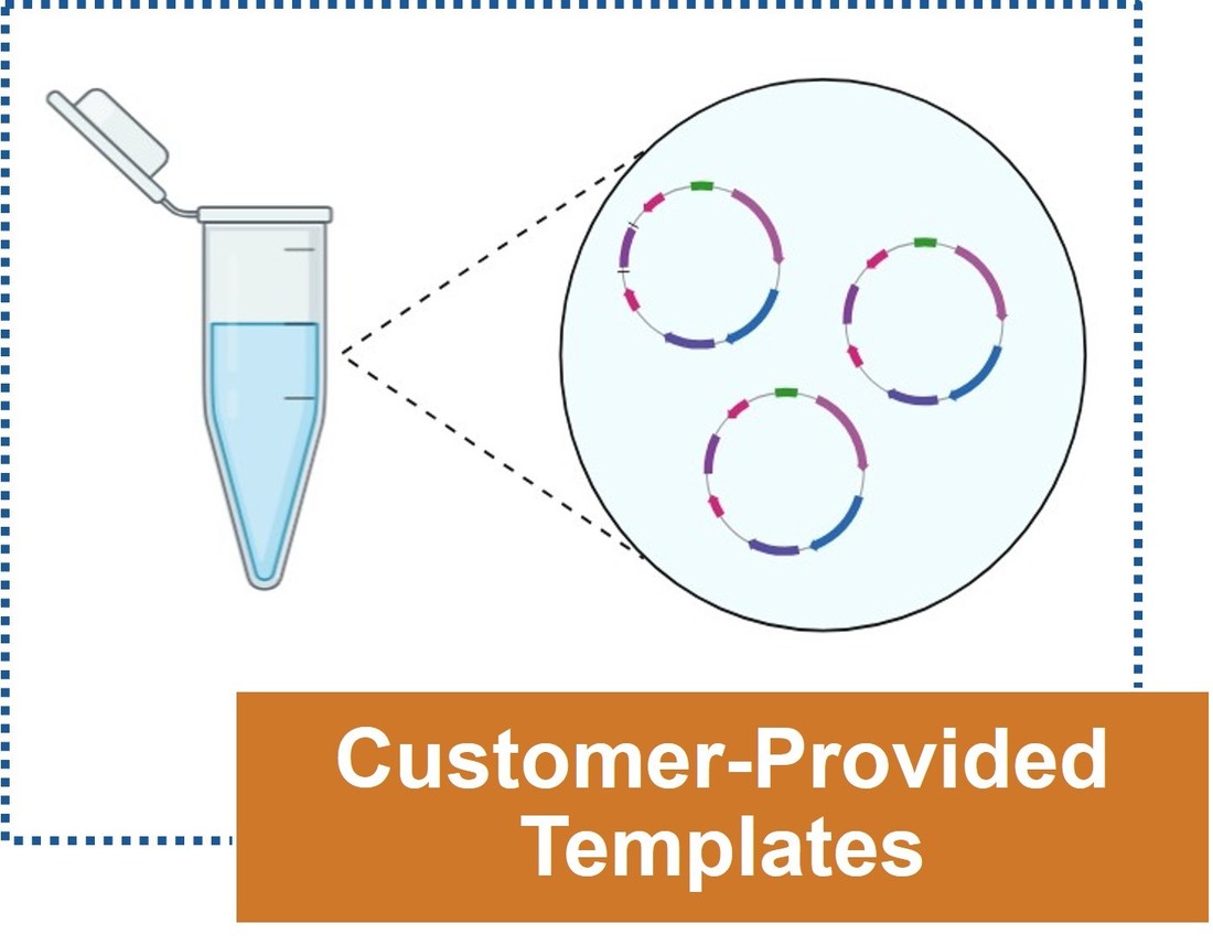 Site-directed mutagenesis using customer-provided DNA templates