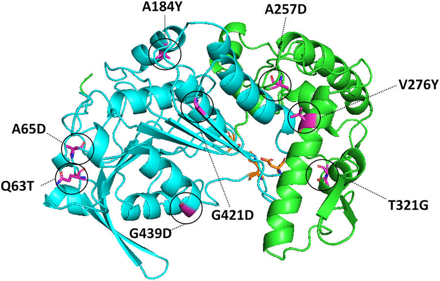 PROSS-predicted stabilizing mutations for Lactobacillus plantarum tannase (LpTan)