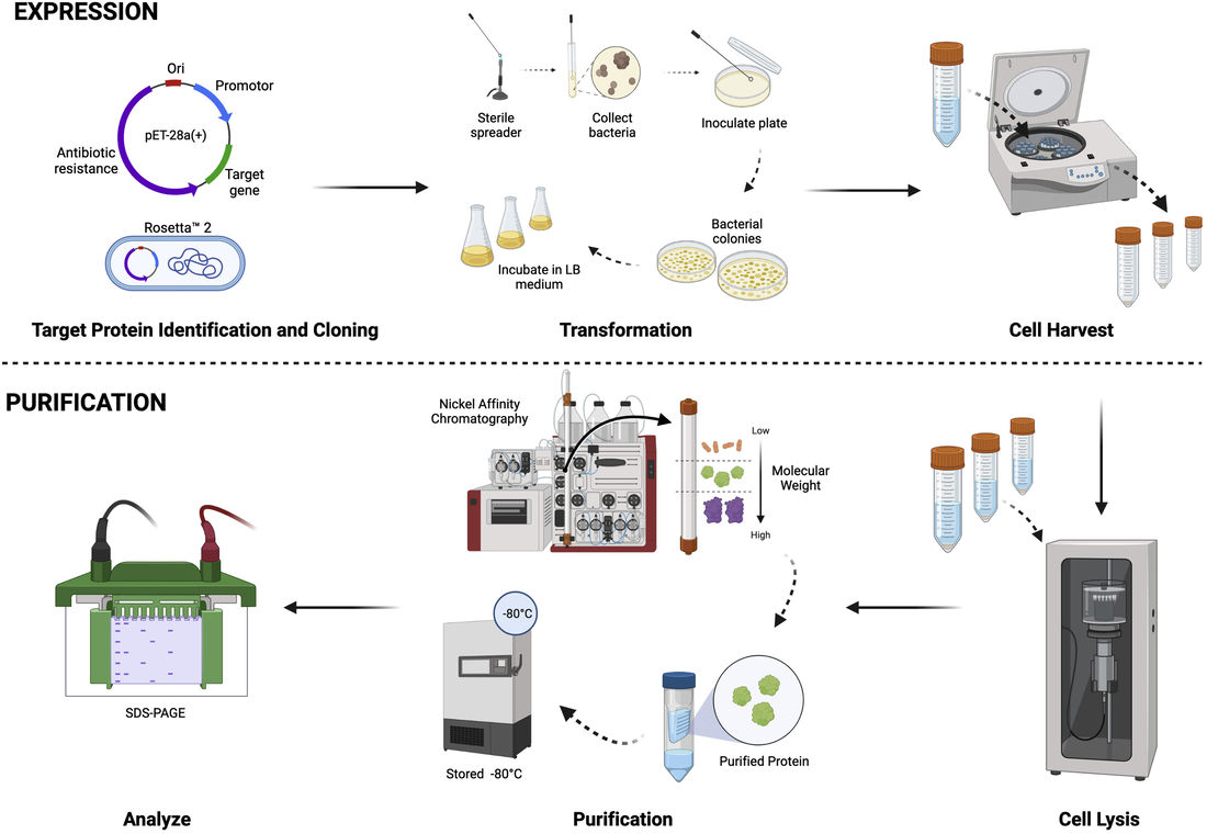 Workflow of protein expression—target identification, cloning, transformation, and cell harvest—and protein purification steps including lysis, purification, and analysis